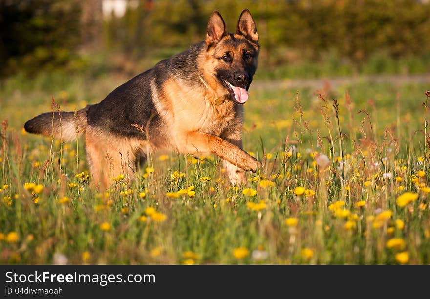 German Shepherd in retrieving. German Shepherd in retrieving.