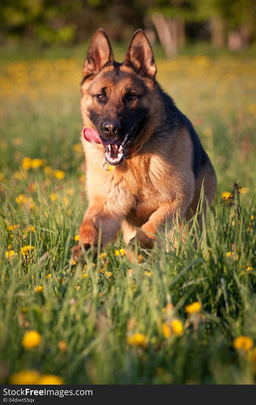 German Shepherd in retrieving. German Shepherd in retrieving.