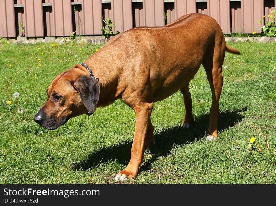 Rhodesian Ridgeback