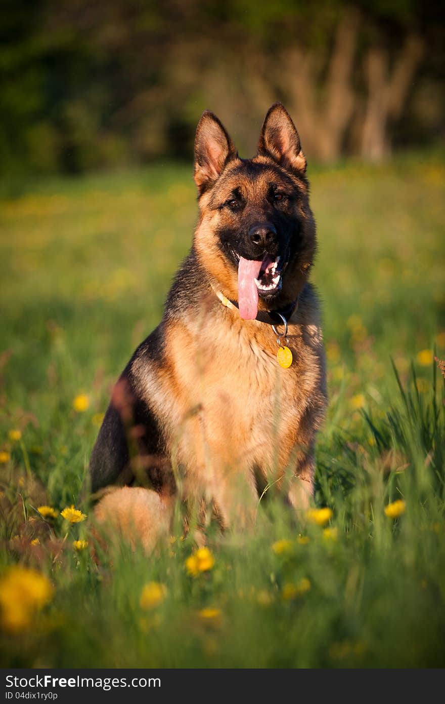 German Shepherd in retrieving. German Shepherd in retrieving.