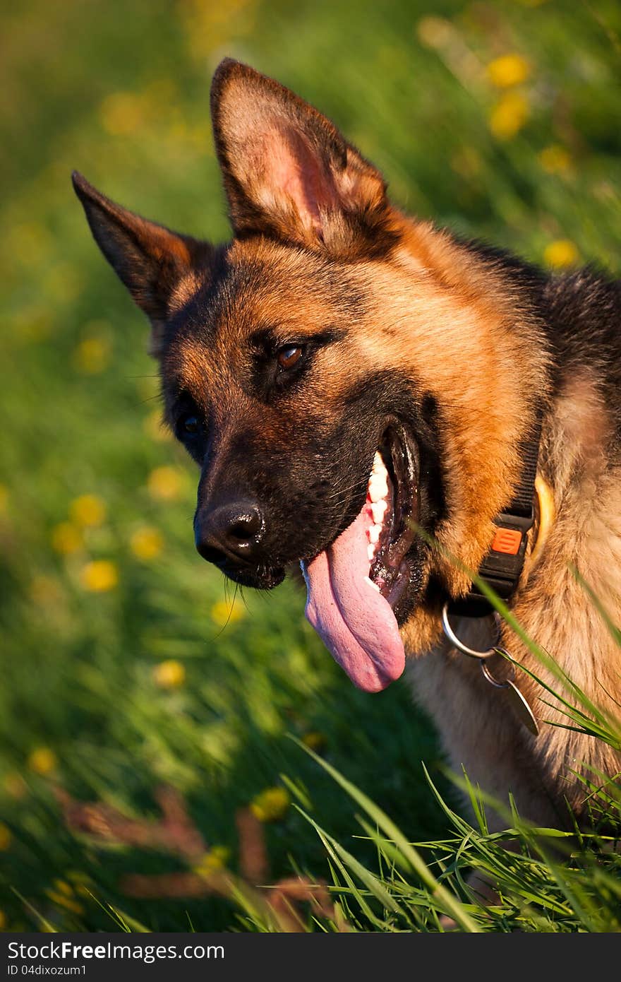 German Shepherd in the dandelions at sunset. German Shepherd in the dandelions at sunset.