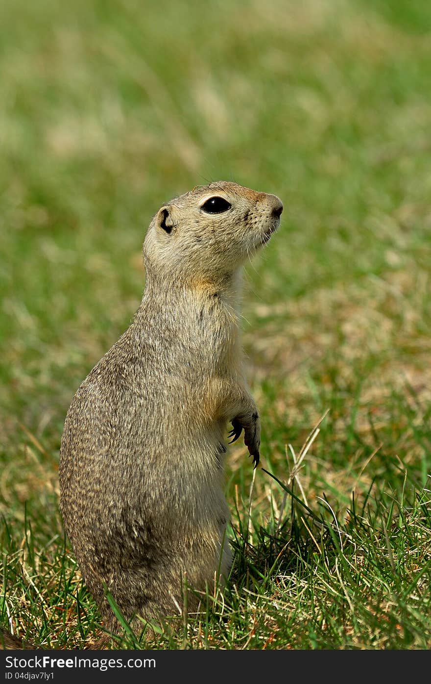 Prairie dog