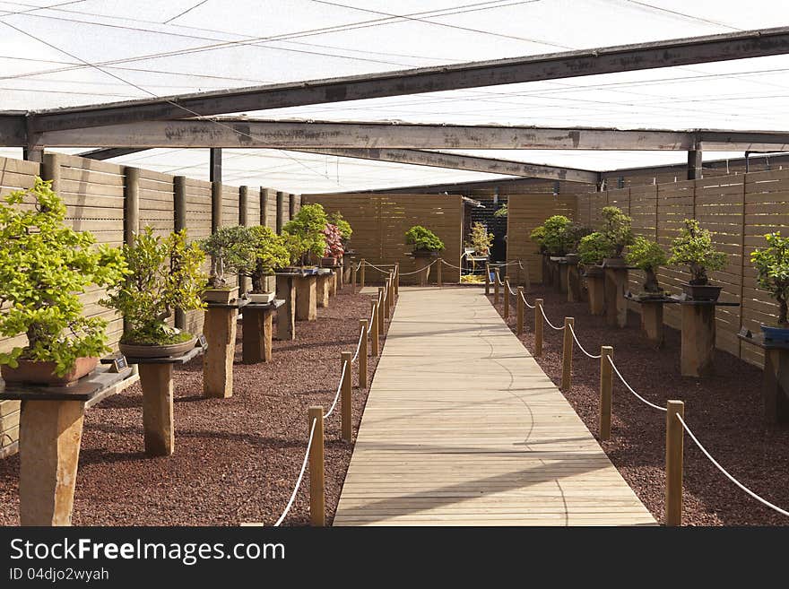 Bonsai Exhibition