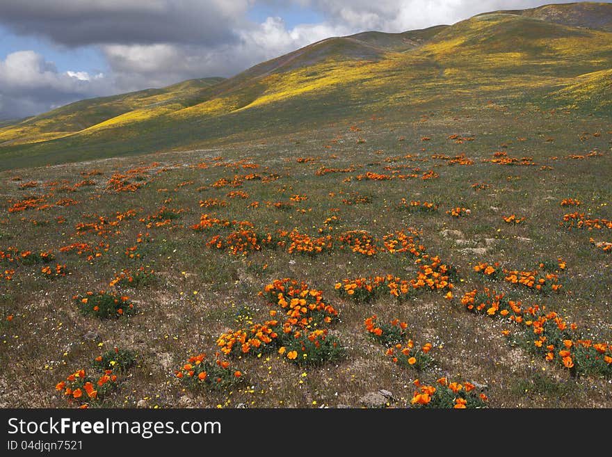 Wild Flowers and Hills