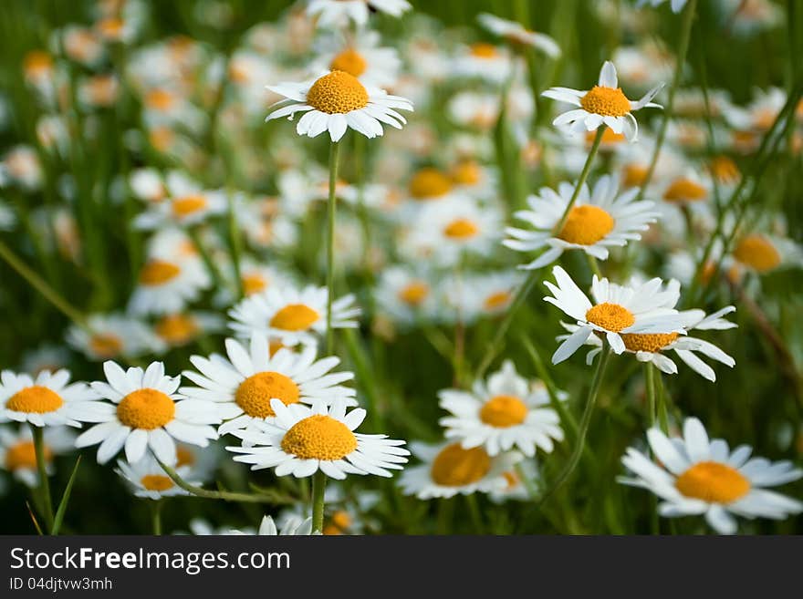 Beautiful flowering Daisies