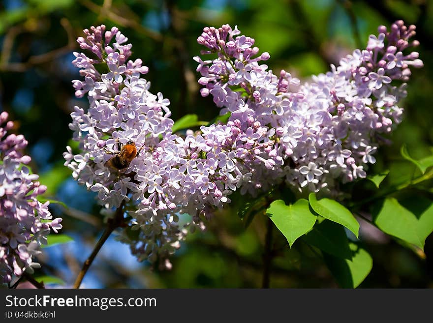 Beautiful lush branch of lilac