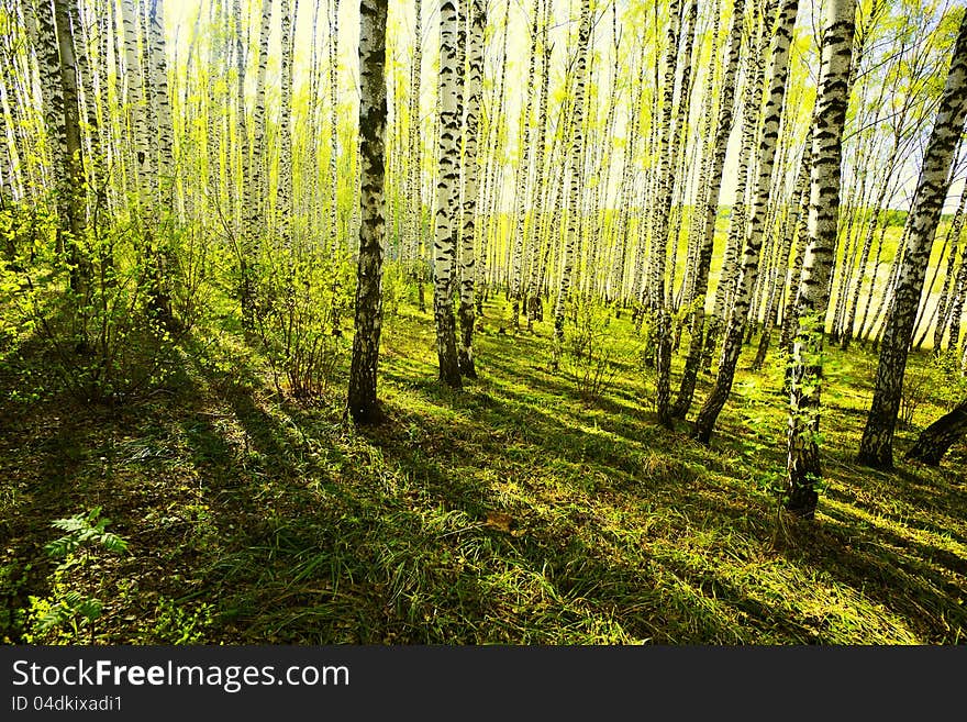 Birch forest in sunlight in the morning. Birch forest in sunlight in the morning