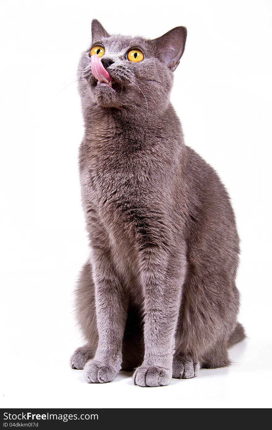 British cat licking tongue nose