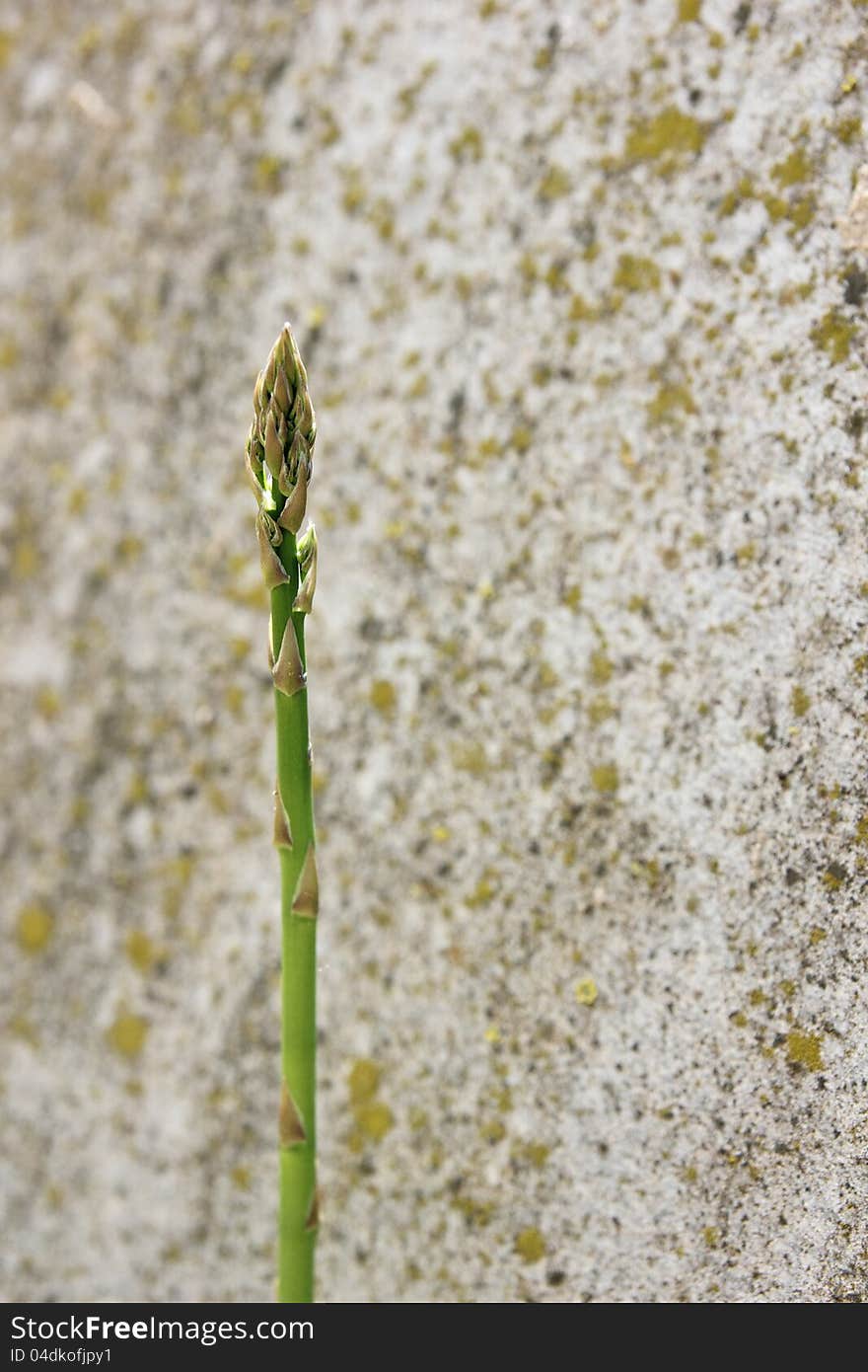 Asparagus On The Farm