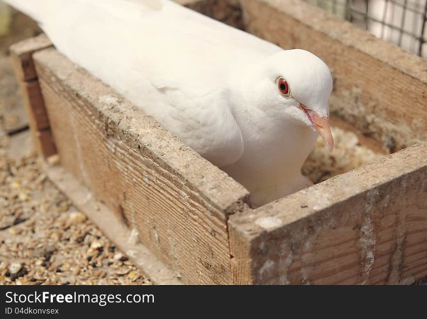 White dove in the nest brooding its egg.