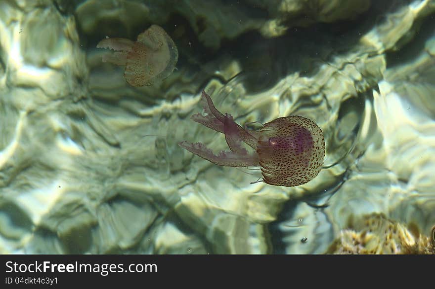 Two jelly fish in nice exotic water