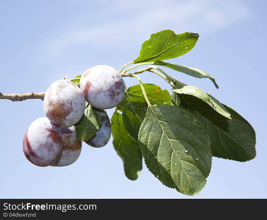 Plenty of purple plums on branch