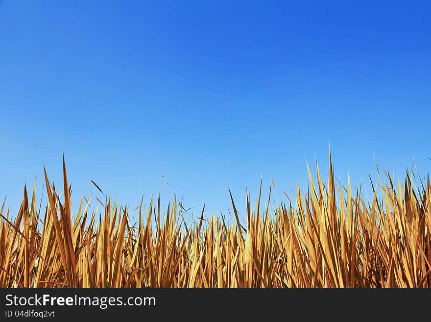 Dry grass background