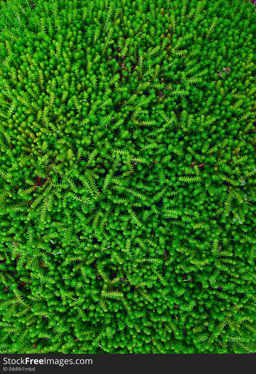 Moss texture