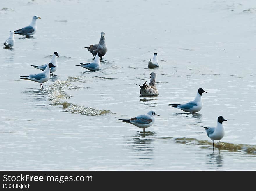 Wader on the beach at Ording (Deutschland)