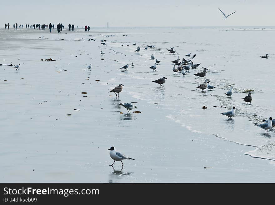 Wader on the beach at Ording (Deutschland)