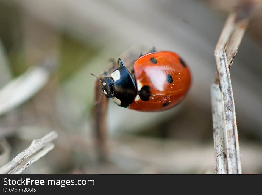 Closeup Of A Red Ladybug