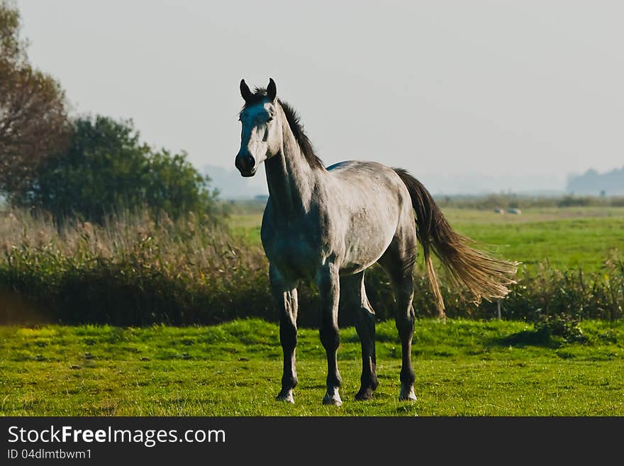 Eiderstedt and Toenning in the fall. Eiderstedt and Toenning in the fall