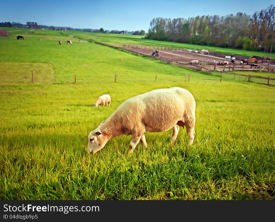 Dutch farm by spring