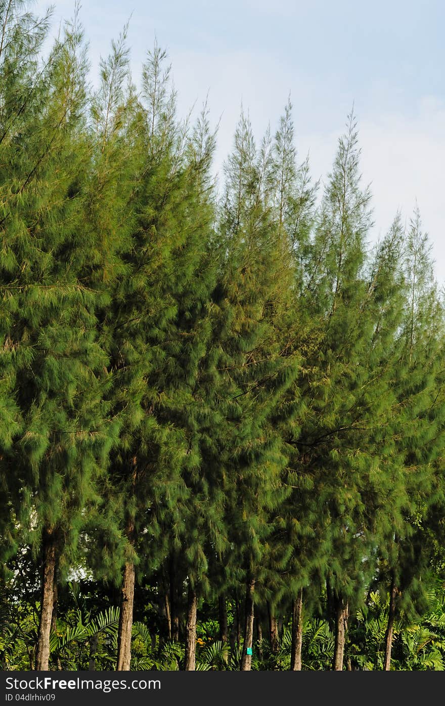 Trees and sky