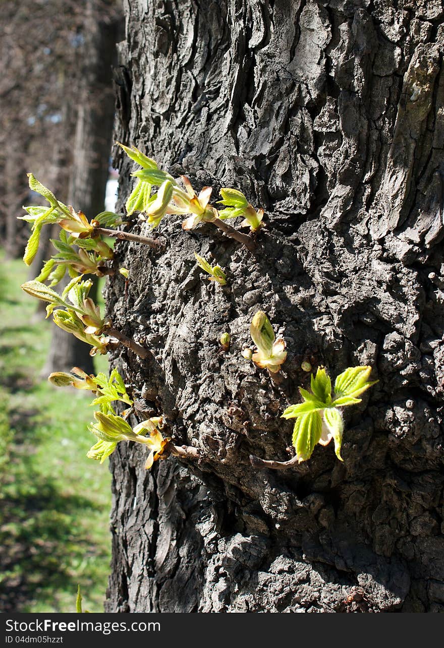 First new leaves on the tree in spring