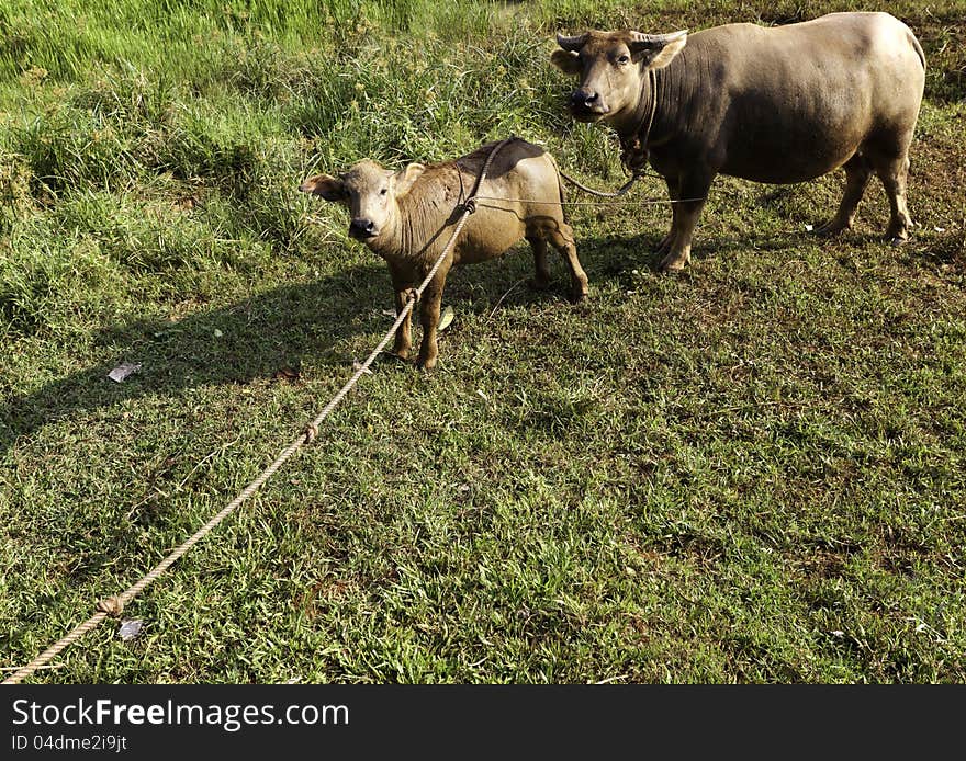 Female cow and her child looking at the shooting camera