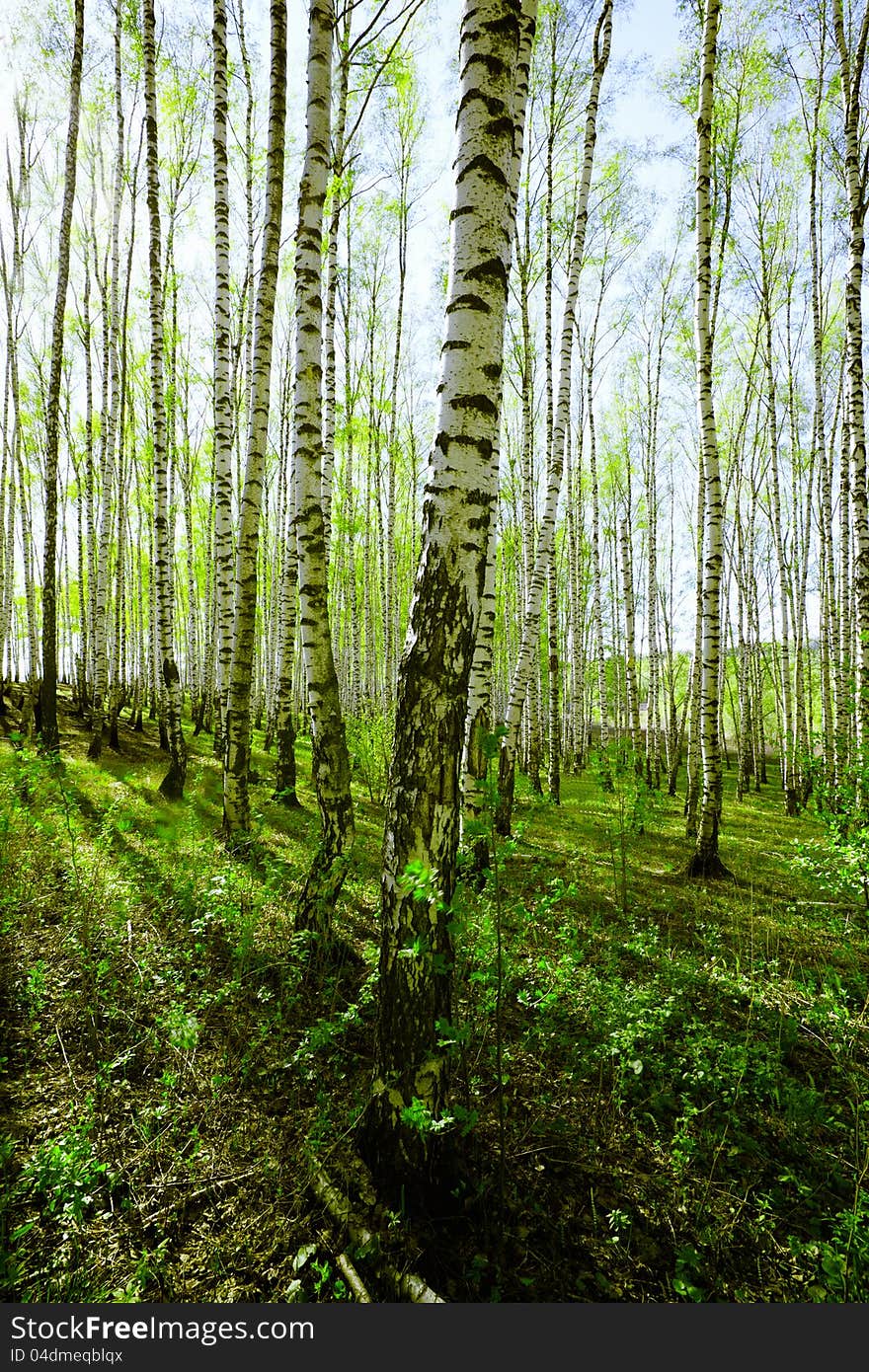 Forest Birch