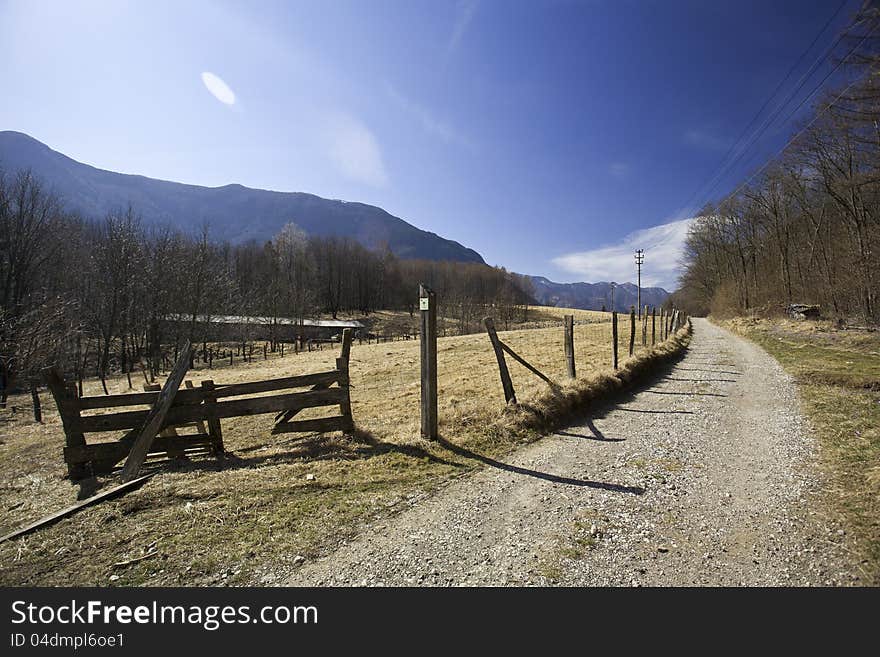 Road trough forest