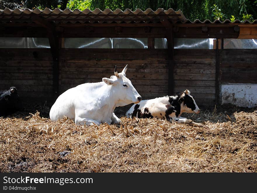 White and black cows  in a cowshed, concept of captivity