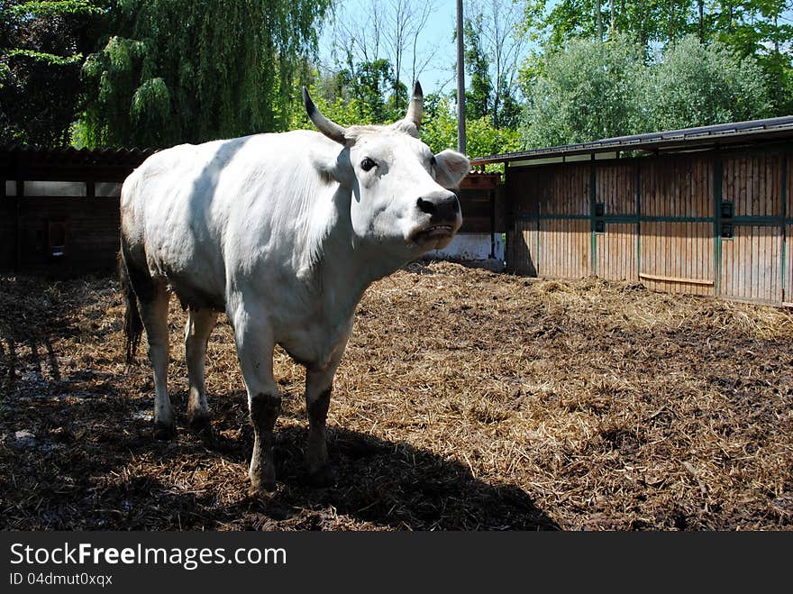 White Cow In A Cowshed