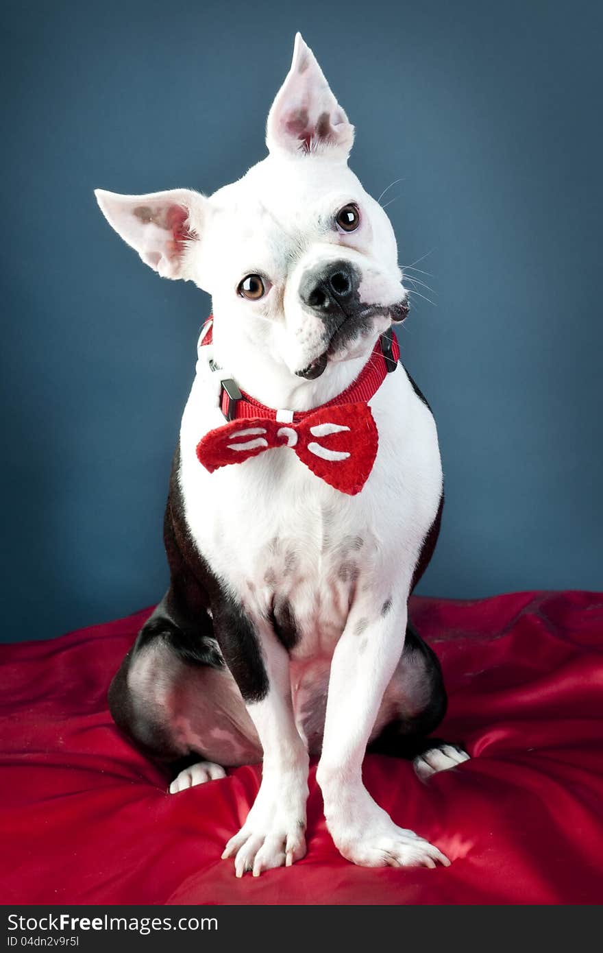 Handsome Boston Terrier