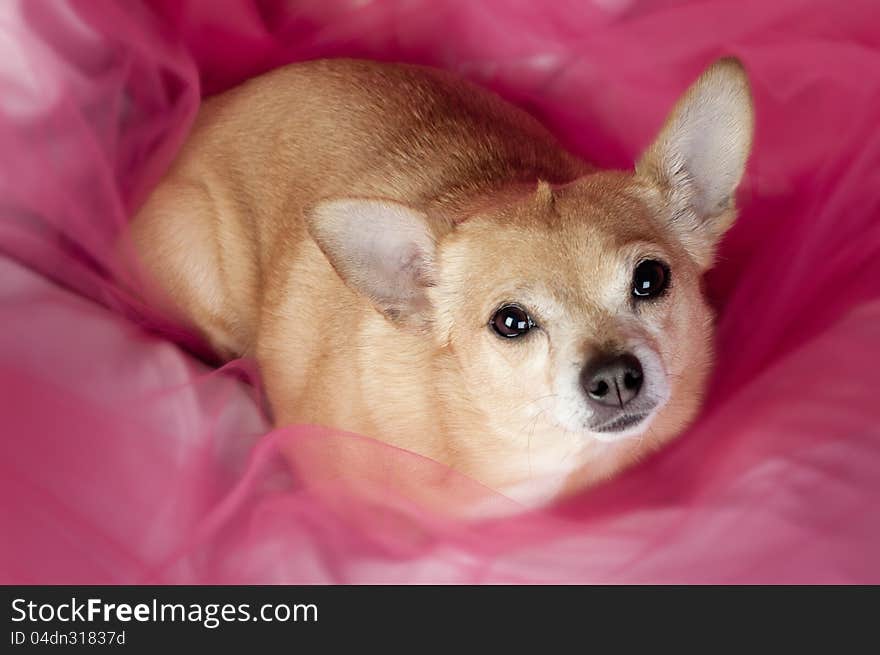 Cute little Chihuaha dog lying on pink tulle. Cute little Chihuaha dog lying on pink tulle.