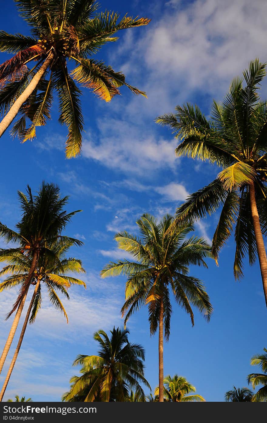 Blue sky and coconut palm