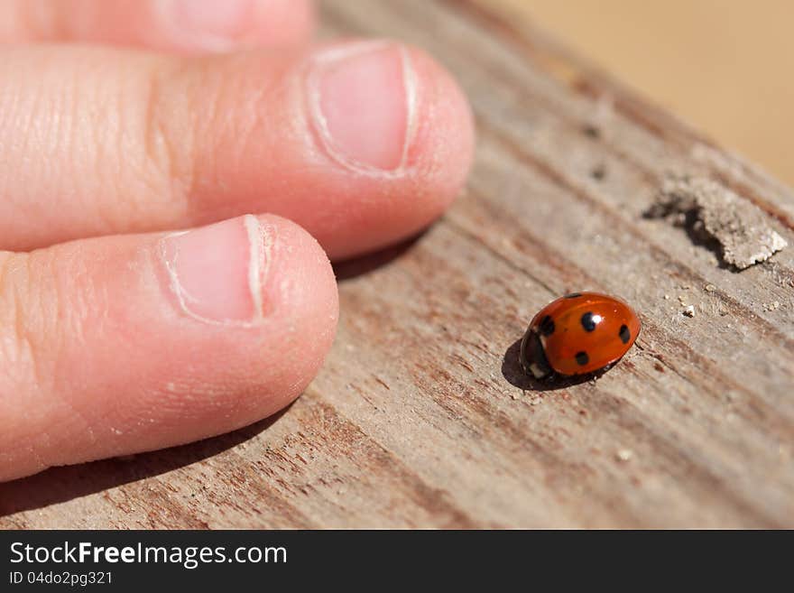 Ladybug and children's hand on the sunny bench. Ladybug and children's hand on the sunny bench