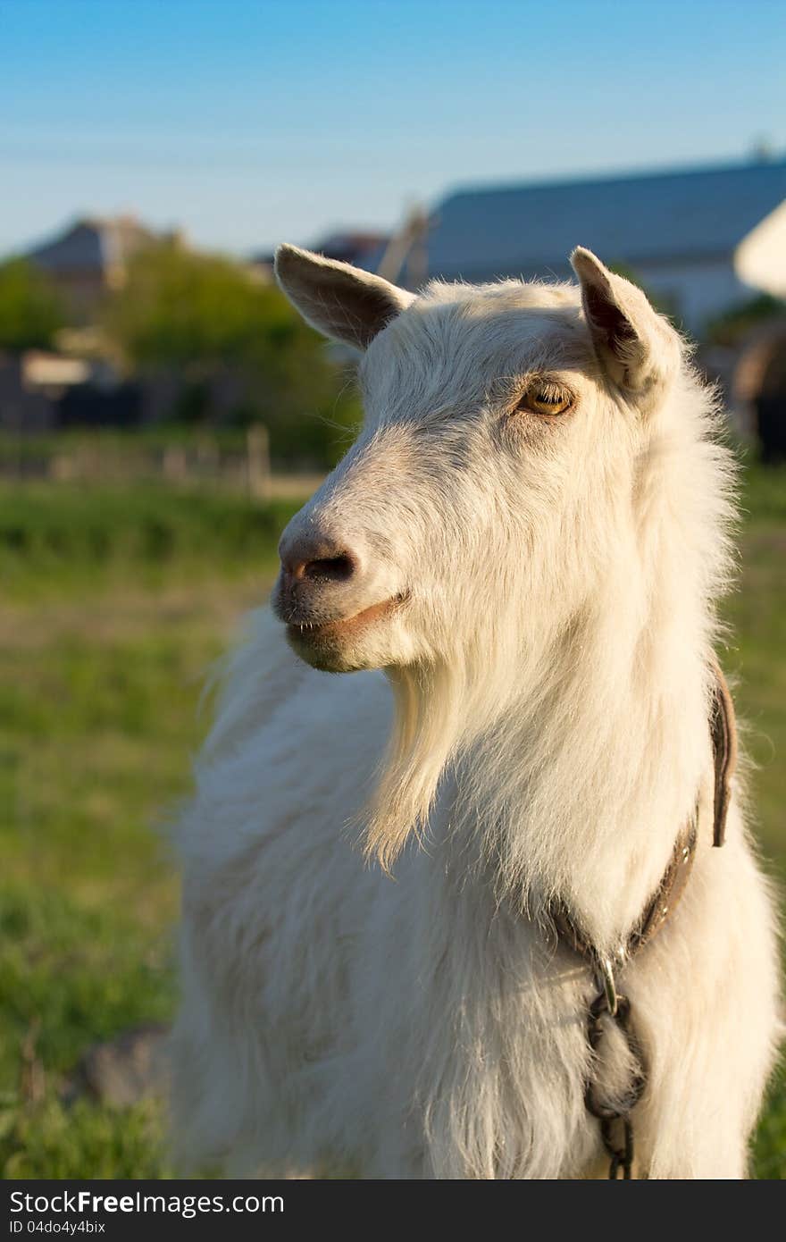 Cute goat