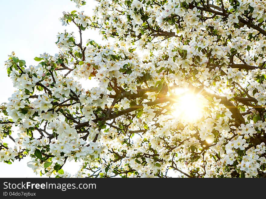 Blossoming Spring Tree With Sun Beam