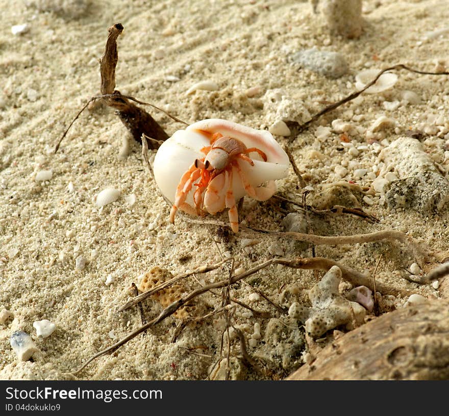 Small Hermit Crab In Natural Environment