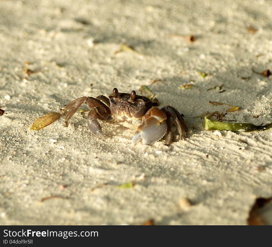 Large Dark Sand Crab looking up