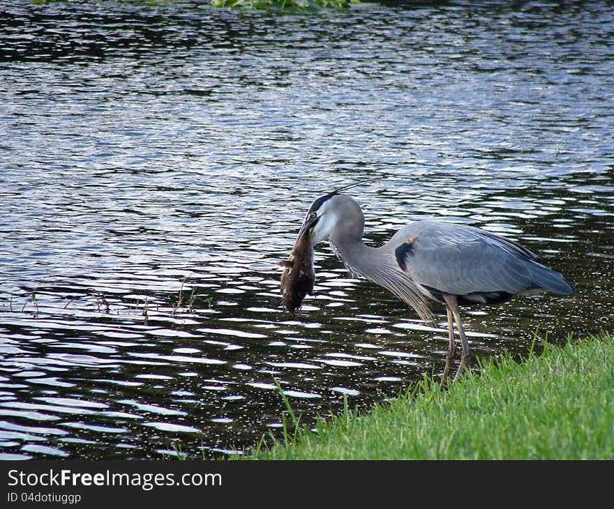 Heron with Duck