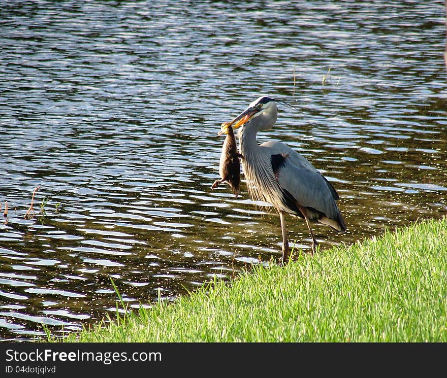 Heron Eting Ducklin