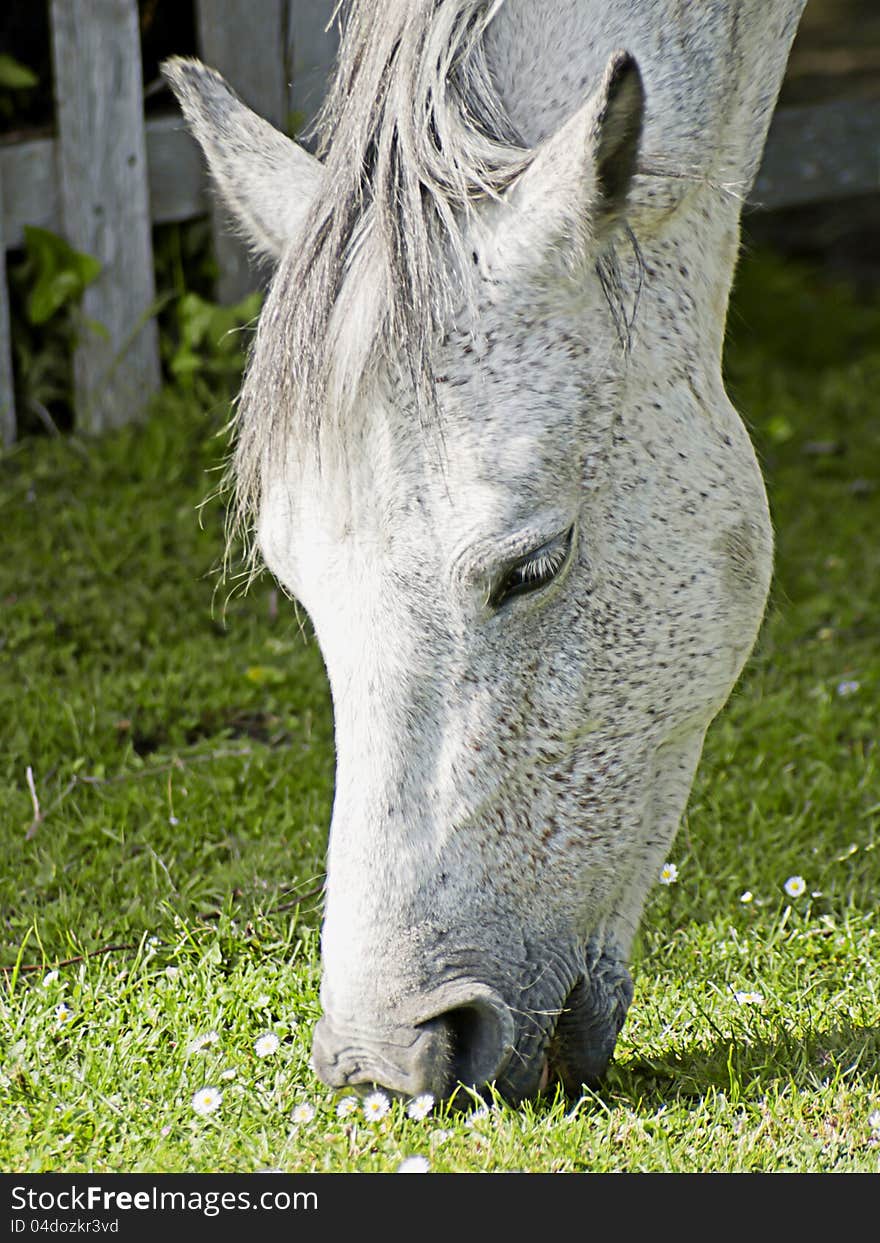 Gray Horse Grazing On Grass With Daisies