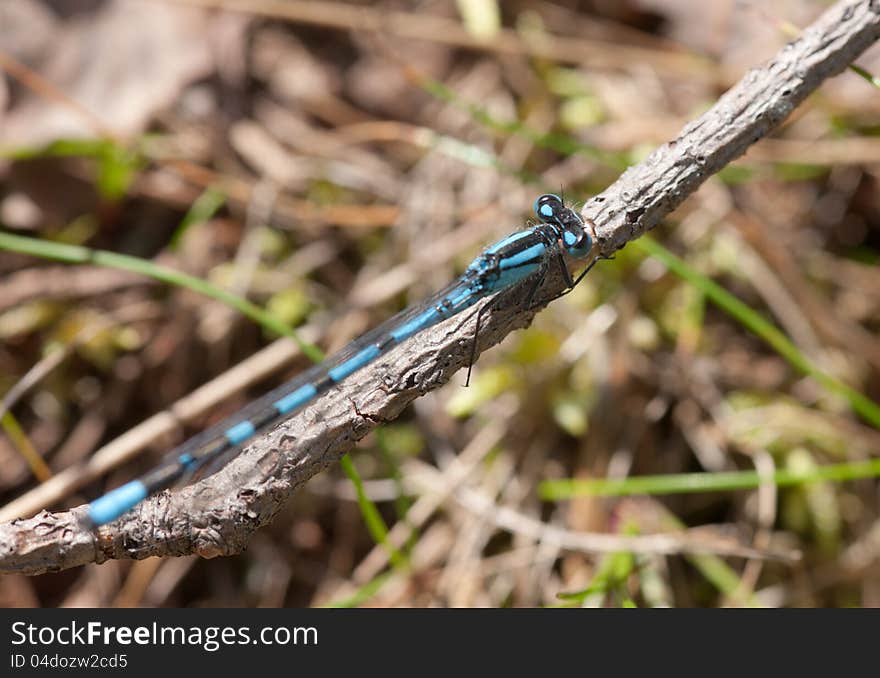 Small blue dragonfly on a branch close up