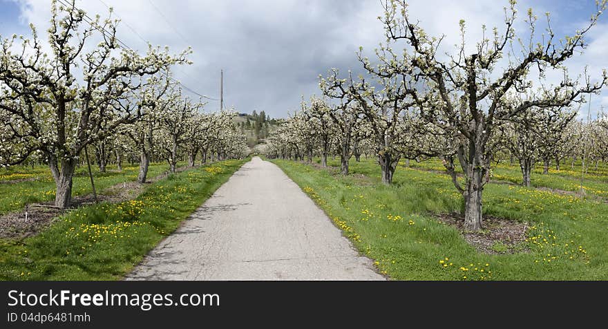 Roadway passing through a cherry orchard. Roadway passing through a cherry orchard.