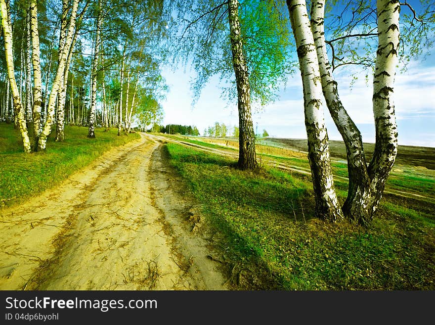 Birch forest in sunlight in the morning. Birch forest in sunlight in the morning