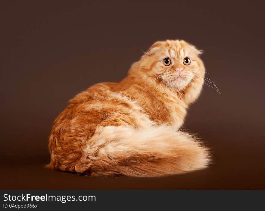 Young scotish highland fold kitten on dark brown background