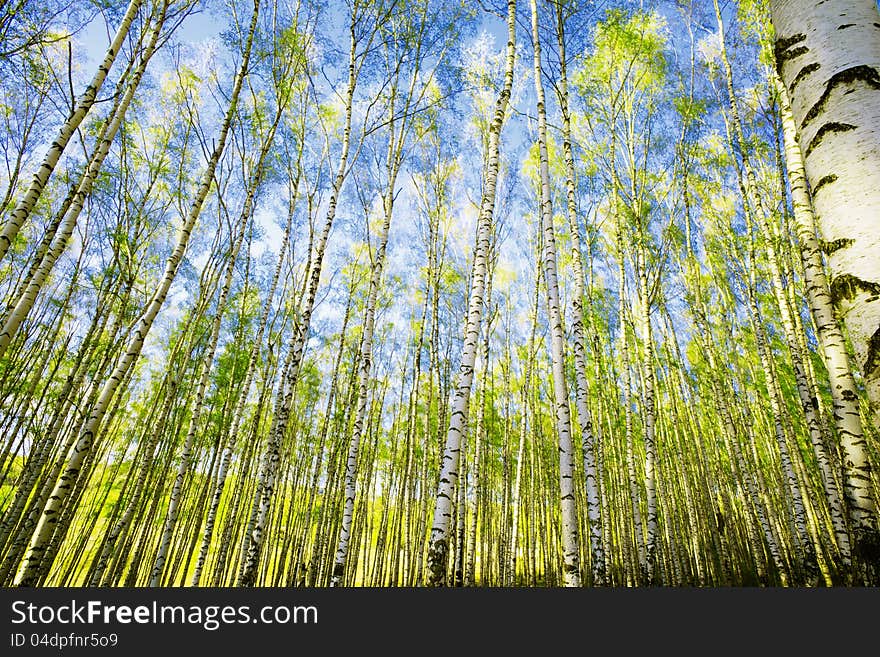 Birch forest in sunlight in the morning. Birch forest in sunlight in the morning