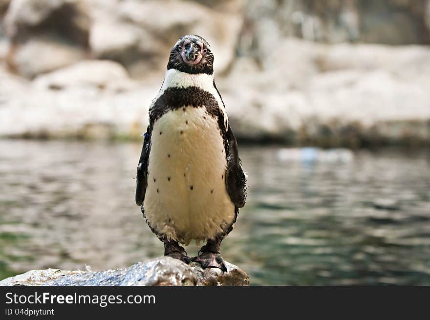 Portrait of a single penguin in front of pool