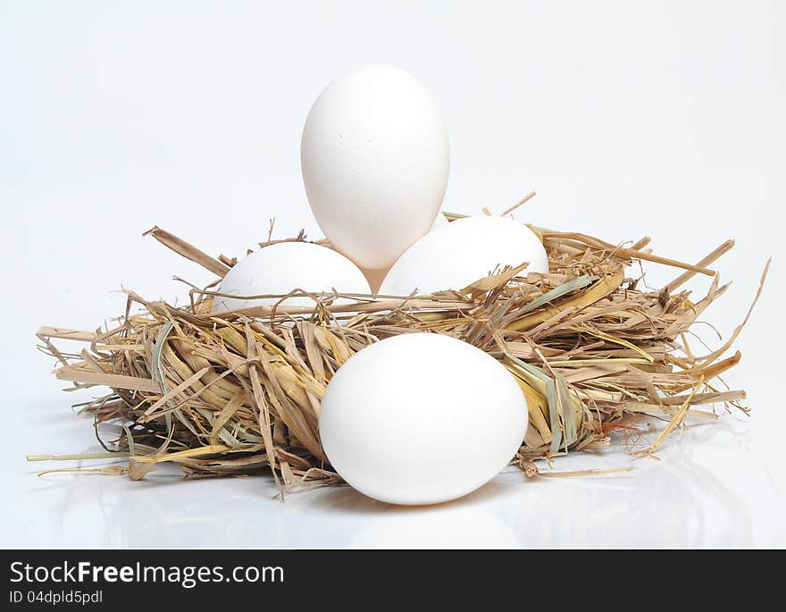 Eggs in the nest - studio shot