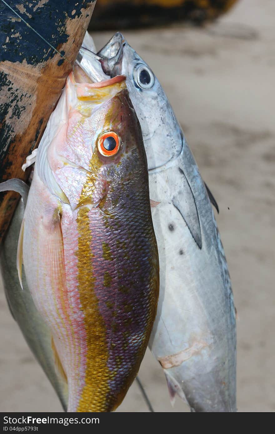 Fish Stringing