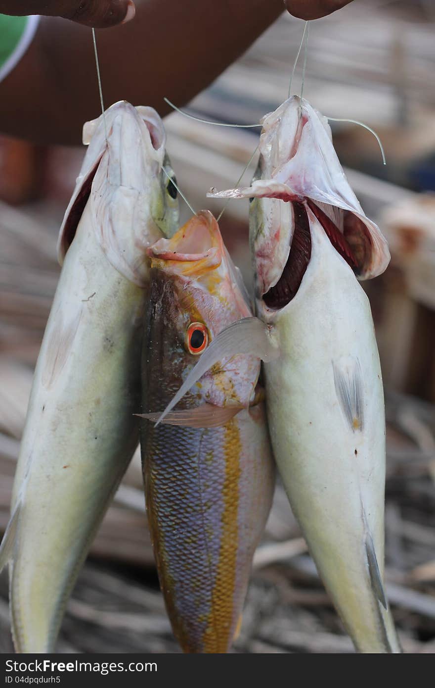 Showing the catch of the day for sale. Showing the catch of the day for sale